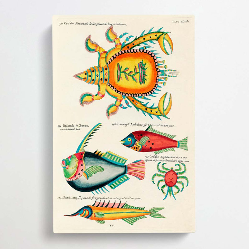 East Indies Fish & Crab Illustrations XLVI by Zhang Zeduan - Wrapped Canvas, 60cm H x 40cm W x 3cm D