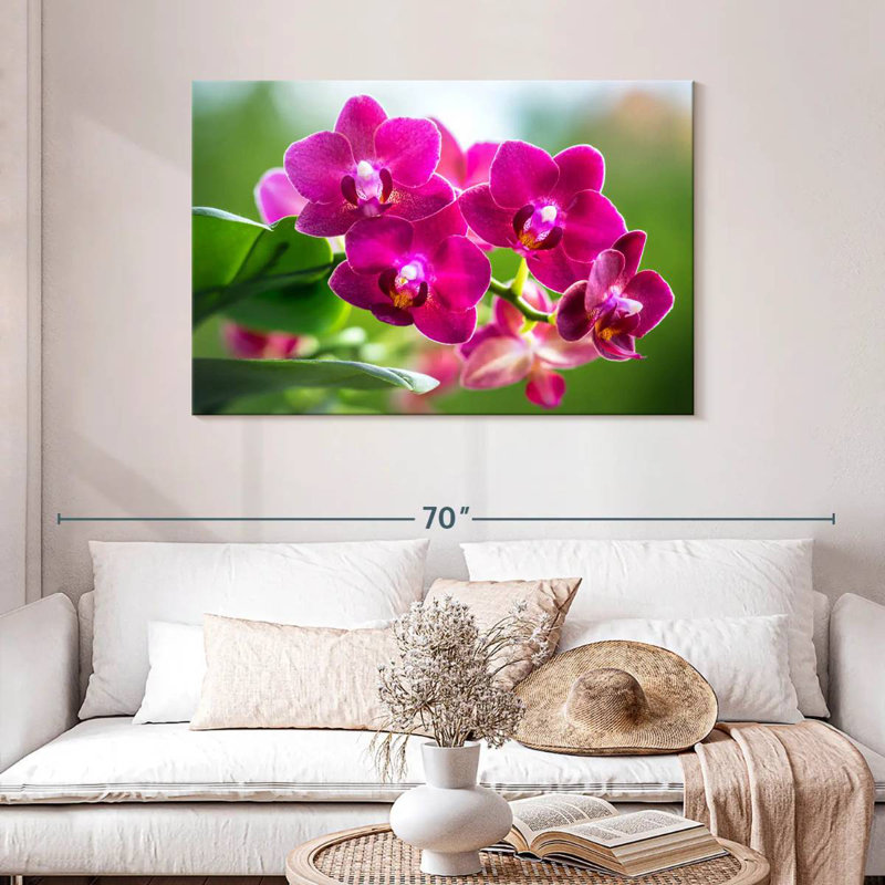 Harnek Pink Moth Orchid Blooms