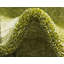 Tapis vert Sahori-477390796