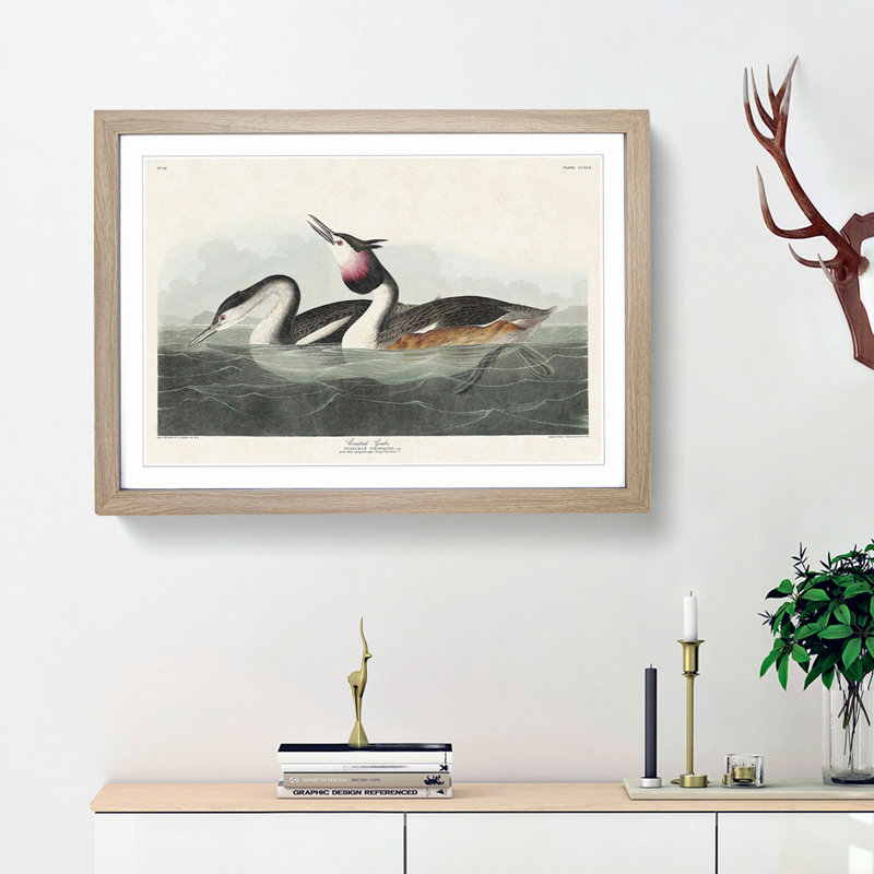 Crested Grebe by John James Audubon - Picture Frame Painting Print, Oak Framed, 48cm H x 65cm W x 2cm D
