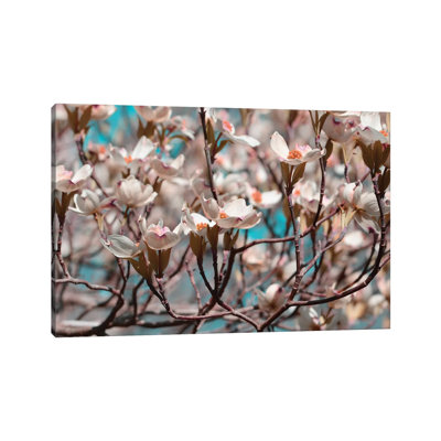 Dogwood Spring I by Sharon Chandler - Wrapped Canvas Print