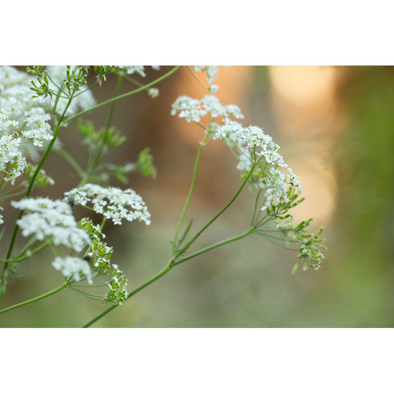 Caraway - Wrapped Canvas Print, 30cm H x 46cm W