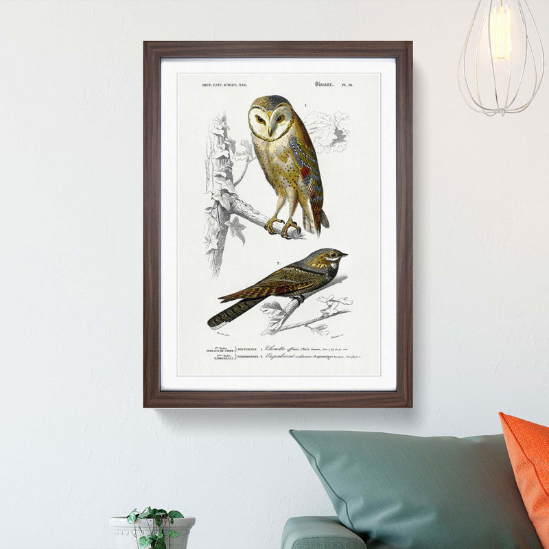 Owl and Bird Illustrations by Charles dOrbigny - Framed Print, 36cm H x 27cm W x 2cm D, Walnut Framed