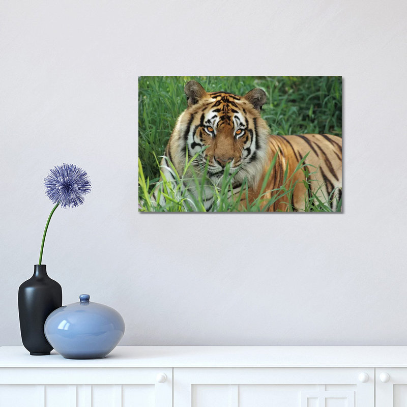 Bengal Tiger, Hilo Zoo, Hawaii by Gerry Ellis - Wrapped Canvas Print, 30.48 cm H x 45.72 cm W