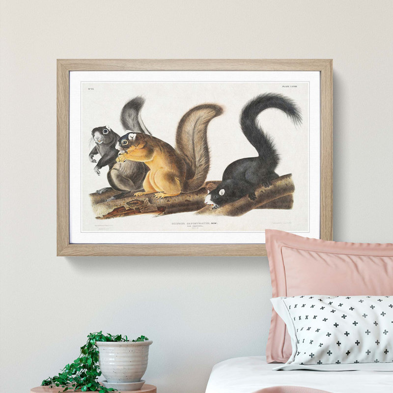 Fox Squirrels by J.W. Audubon - Framed Print, 36cm H x 48cm W x 2cm D, Oak Framed