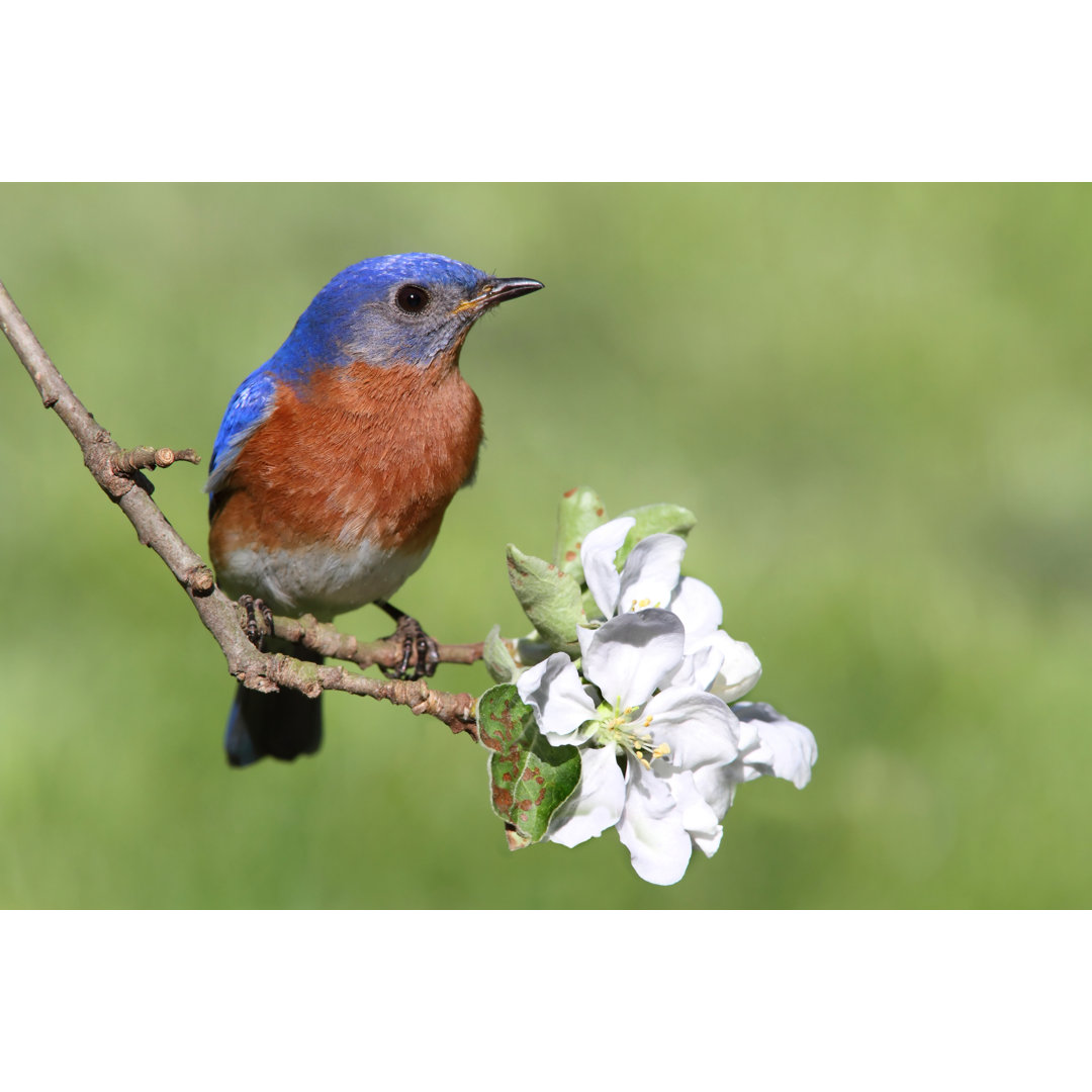 Eastern Bluebird by SteveByland - Wrapped Canvas Print