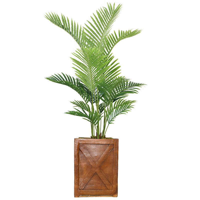 Panama en pot