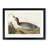 Bemaculated Duck by John Audubon - Single Picture Frame Painting-55466138-55466139