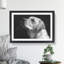 Labrador Dog - Picture Frame Photograph Print-56705141-56705142