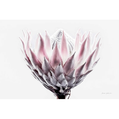 Kyran " Pale Protea Detail II "