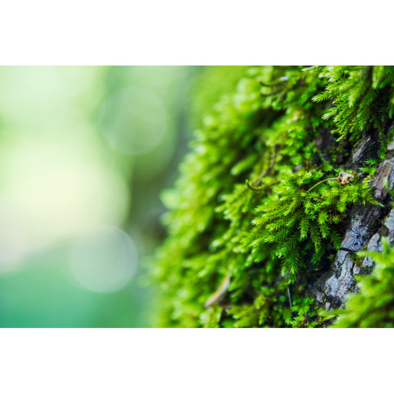 Mousse - Photographie sur toile, H 20 po x l 30 po