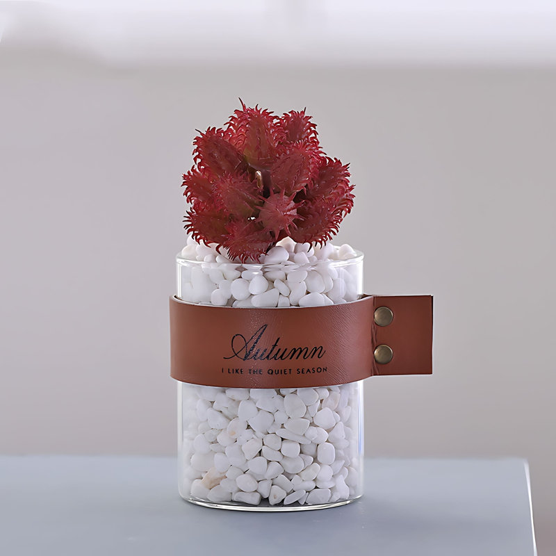 Plante grasse de 6,29 po