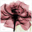 «Chianti Rose II» par Albert Koetsier - reproduction de photo sur verre