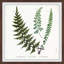 Plant Study 2 Indian Ferns - Reproduction d'art graphique encadré-26161393
