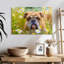 Bouledogue anglais Brampt jouant-107833763