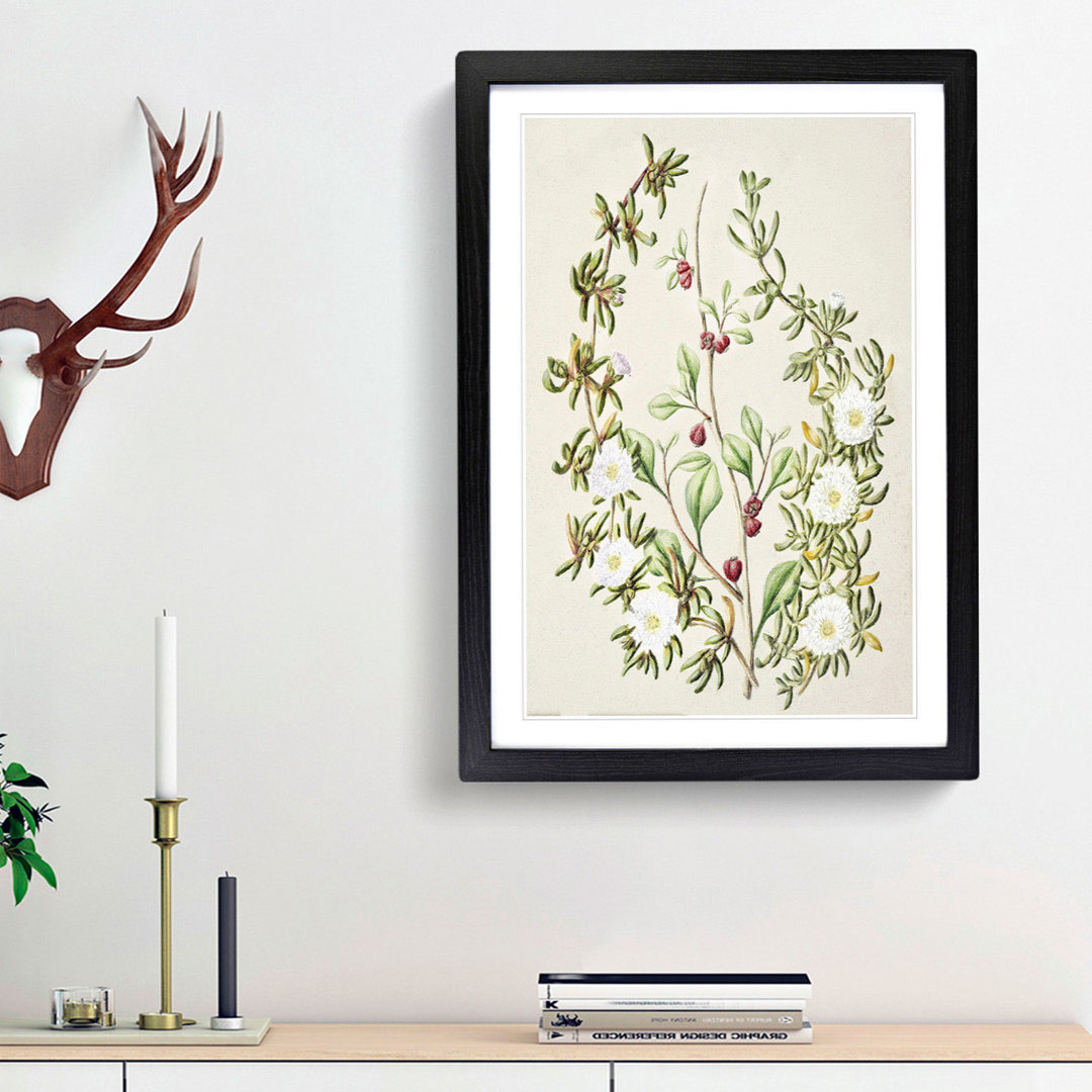 Daisy Brachyglottis Flowers by Sarah Featon - Framed Print