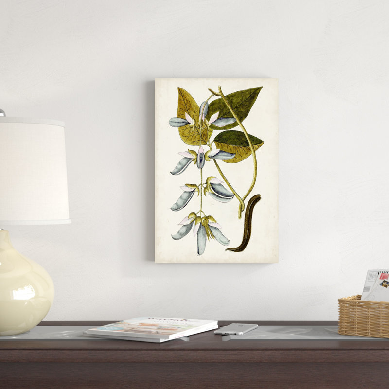 " Antique Botanical Study V ", 18" H x 12" W x 1.25" D
