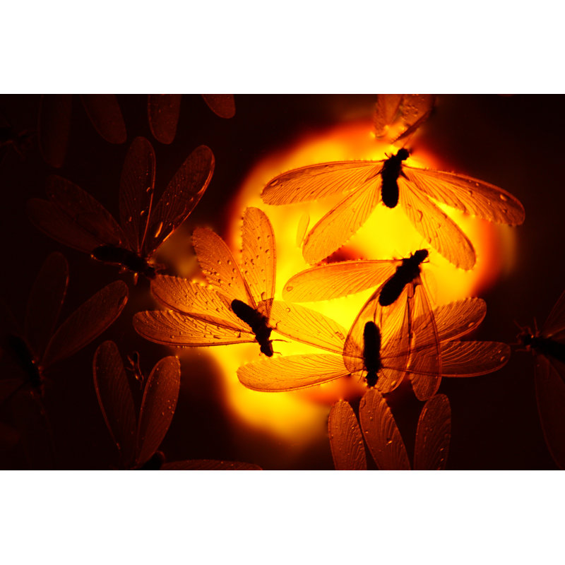 Amber Antflies - Wrapped Canvas Print, 20cm H x 30cm W x 3.8cm D