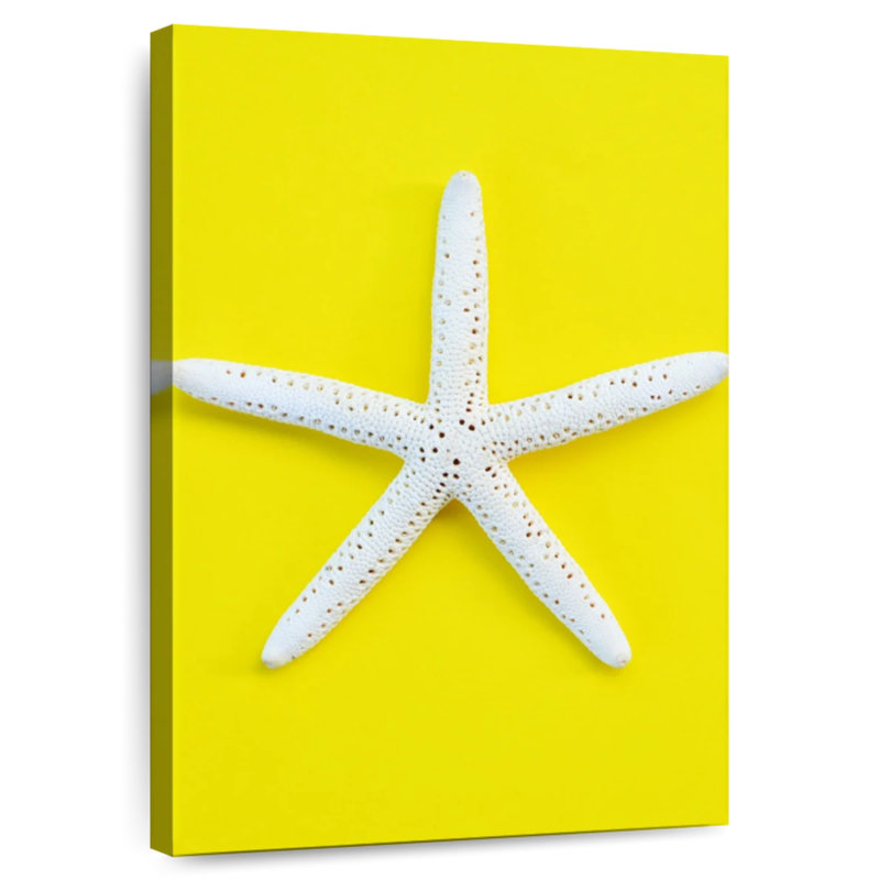 Brampt White Sea Star, 24" H x 16" W