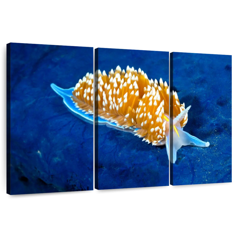 Nudibranche rougeoyant, H 20 po x l 33 po