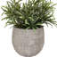 Potted Plant Ceramic Scratch Pot Rosemary
