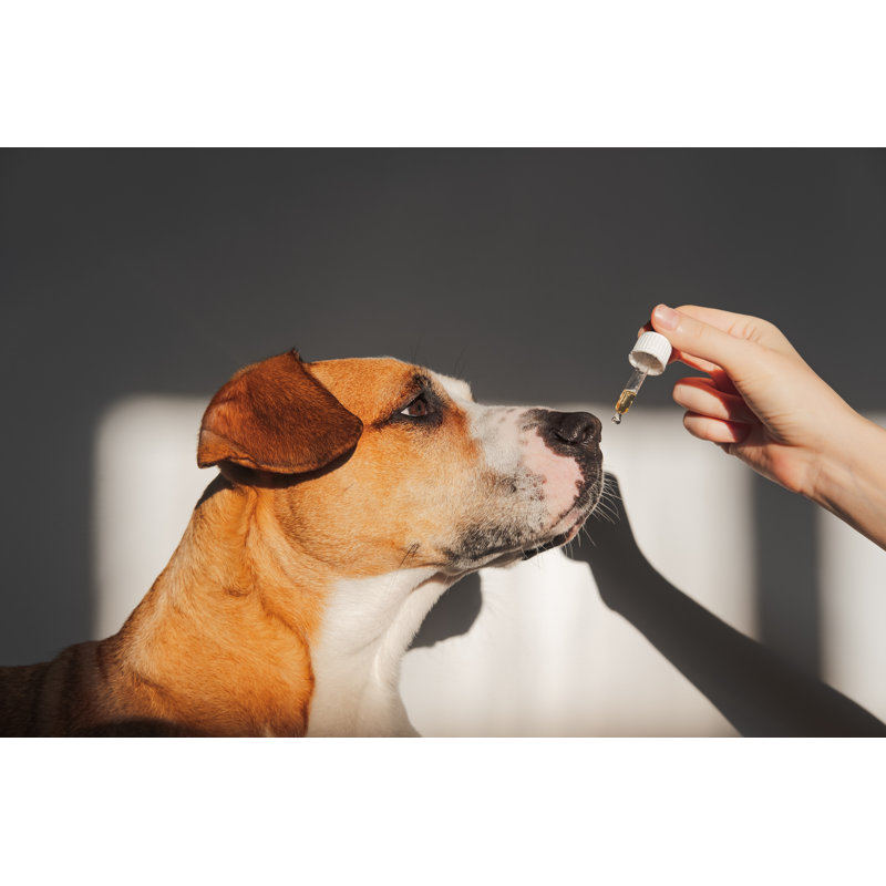 Chien prenant de l'huile de CBD