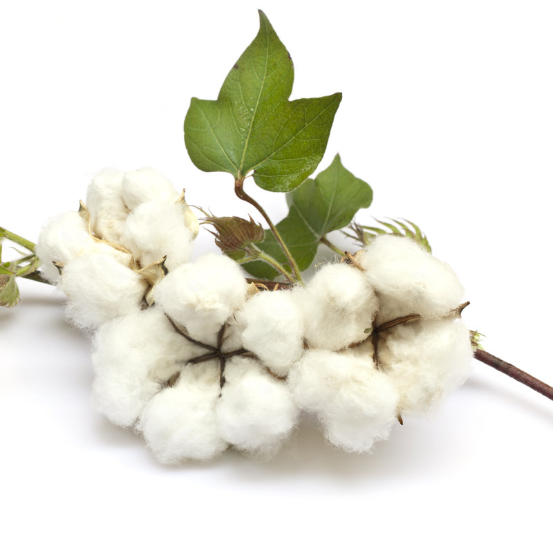 Cotton by Ithinksky, 36" H x 36" W
