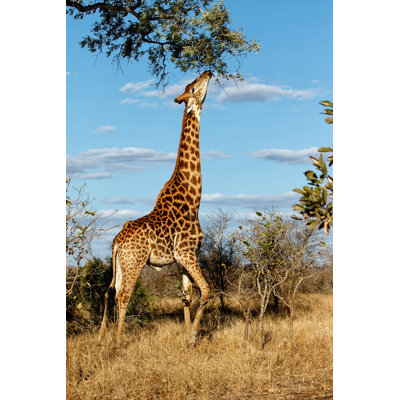 Girafe dans le parc Kruger par Henk Bogaard - reproduction