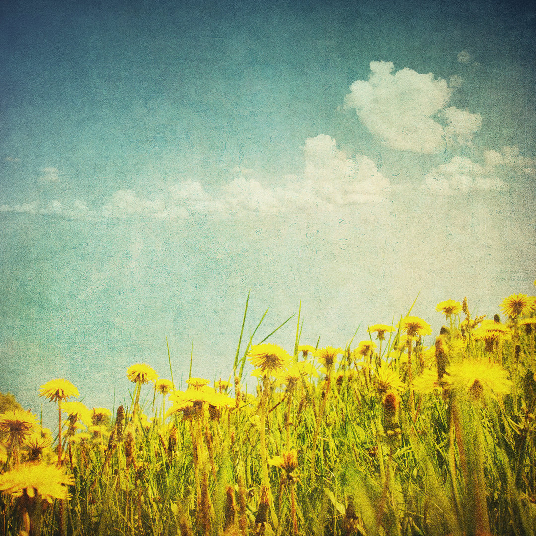 Leinwandbild Vintage Image of Dandelion Field