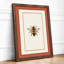 Honey Bee Study Botanical - Framed Print-1660615528-1660615532