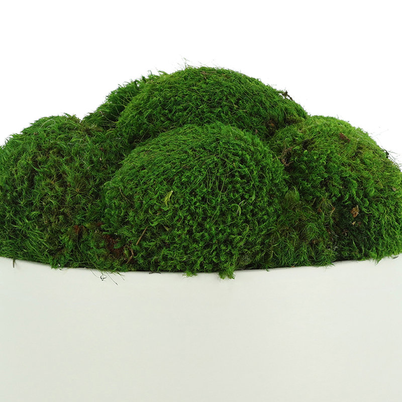 Mood Moss Arranged in Ceramic Pot