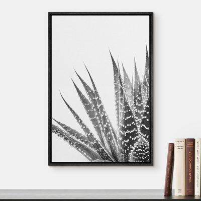 " Close Up Of Aloearistata Succulent "