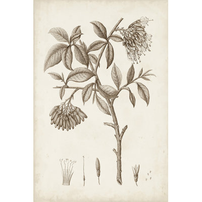 Antique Sepia Botanicals I - Print on Canvas