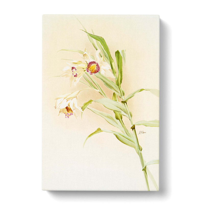 Magnolia Flowers Illustration Tab. 82 by Frederick Sander - Wrapped Canvas Print, 76cm H x 50cm W x 3cm D