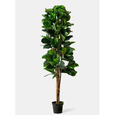 Arbre de figues à feuille en pot