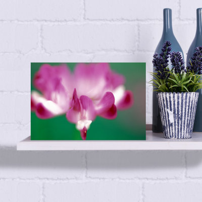 Close-up Photograph Of Pink Flower by Collezione Panoramica - Wrapped Canvas Print