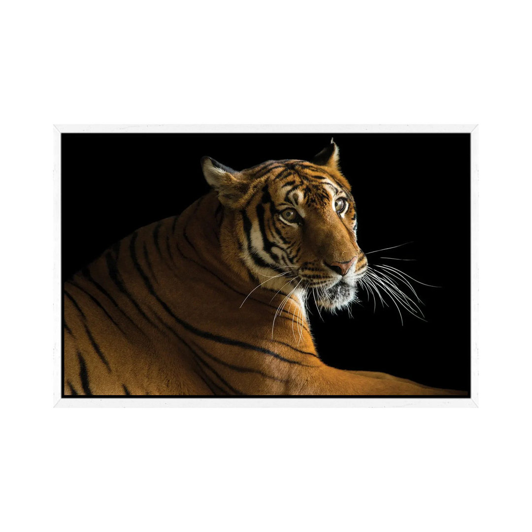 A Critically Endangered Female South China Tiger At The Suzhou Zoo In China von Joel Sartore - Gallery-Wrapped Canvas Gi...