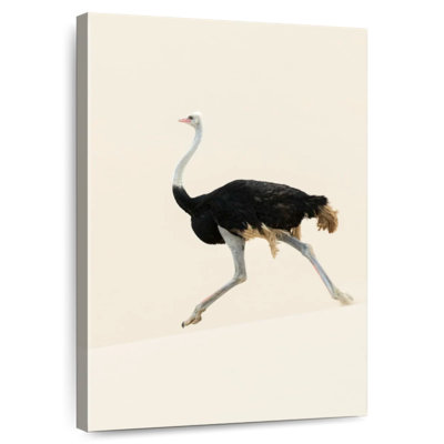 Ostrich On The Move