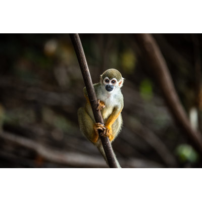 Squirrel Monkey by Adam Slama - Wrapped Canvas Print