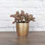 Live Pink Fittonia Nerve Plant in Classic Pot-70502059