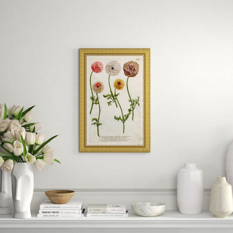 Weiman Ranunculous Giclee Print by Johann Wilhelm Weinmann