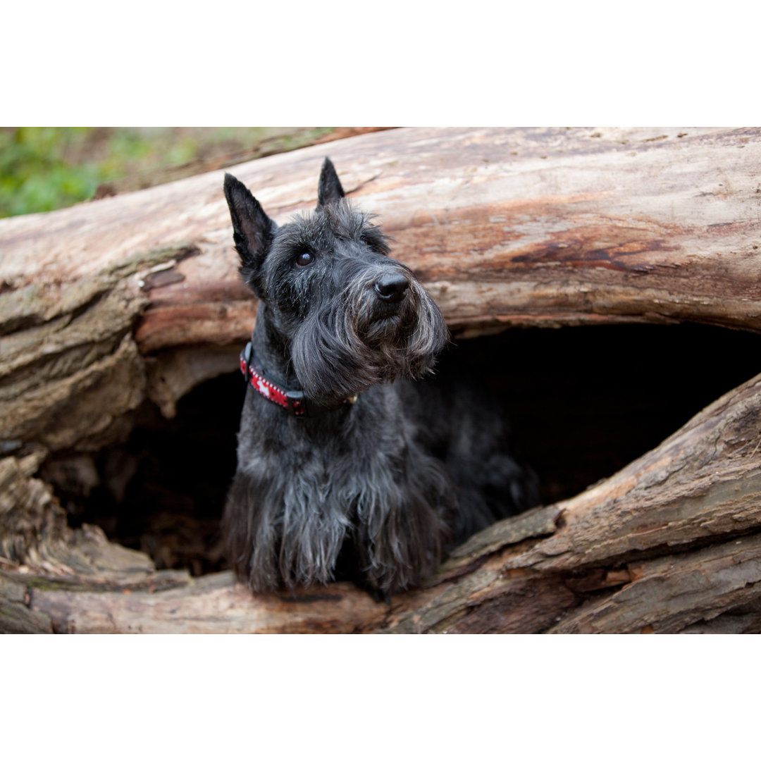 Scottish Terrier im ausgehöhlten Baumstamm