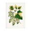 Art sur toile Les Plantes-103094203