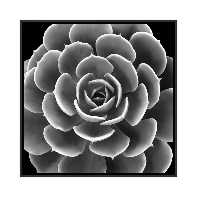 " Black & White Succulent IV ", 18" H x 18" W x 1.5" D, Black Framed Canvas