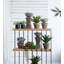 Prince succulent en pot