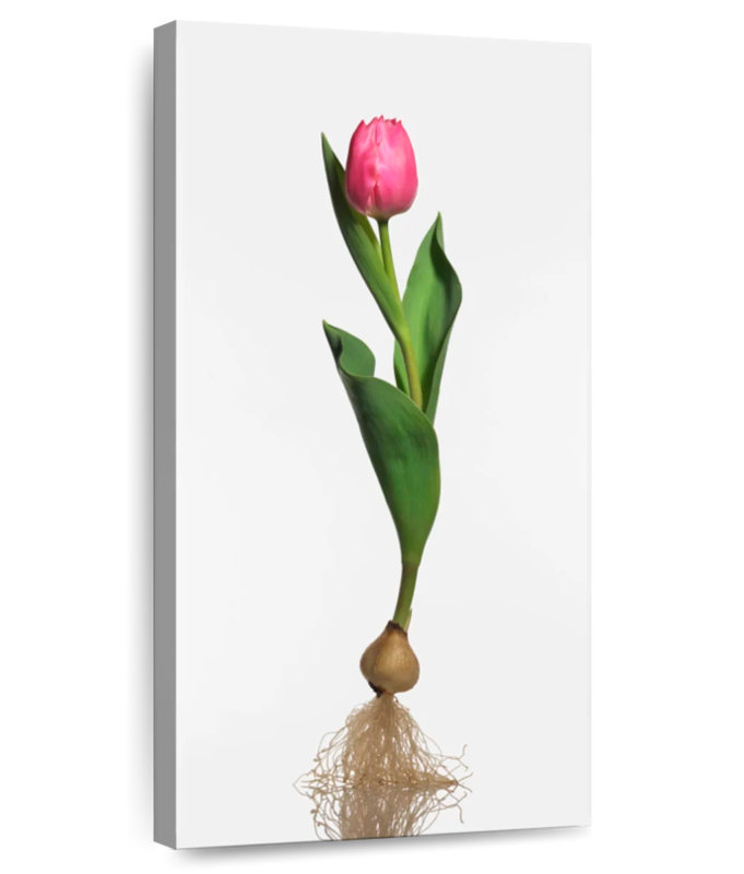 Ampoule de jardin tulipe, H 24 po x l 12 po