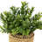 7'' Faux Plant in Pot