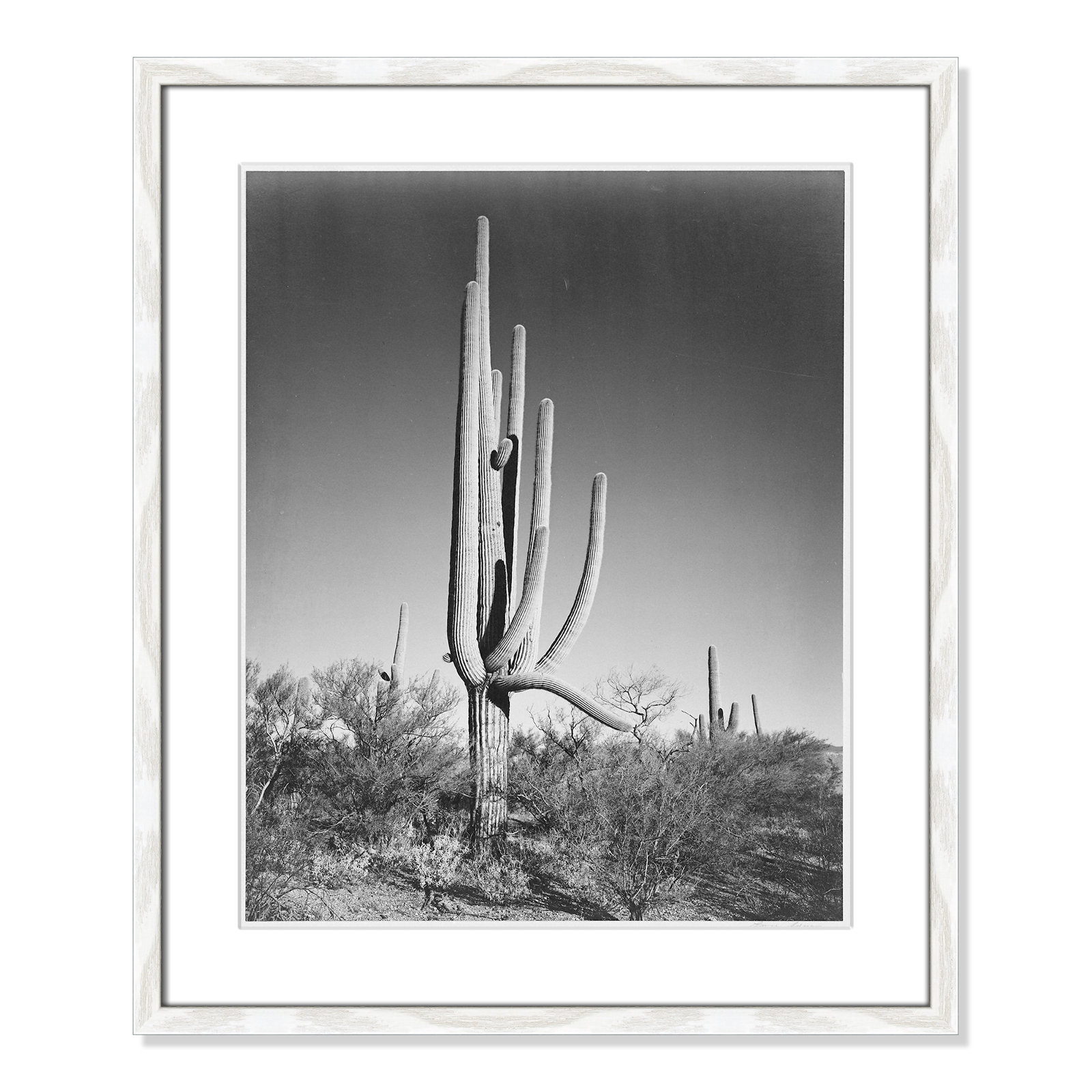 Saguaro National Monument Print by Ansel Adams, 25.5" H x 21.5" W x 0.75" D, White