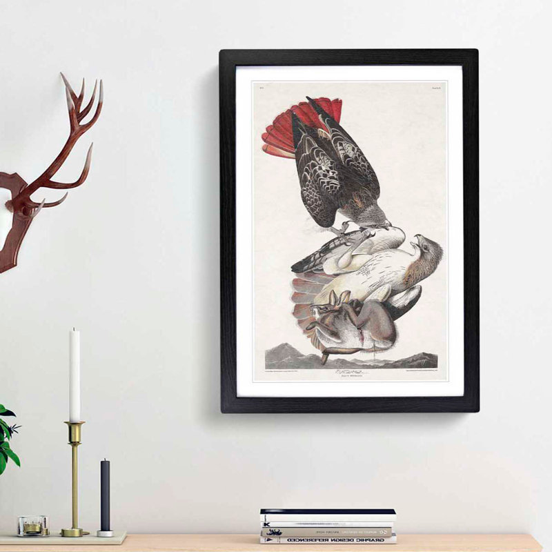 Red-Tailed Hawks by John James Audubon - Picture Frame Painting Print, 36cm H x 27cm W x 2cm D, Black Framed