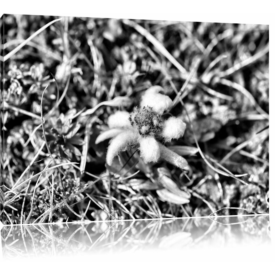 Leinwandbild Watteüberzogene Blüte in Monochrom